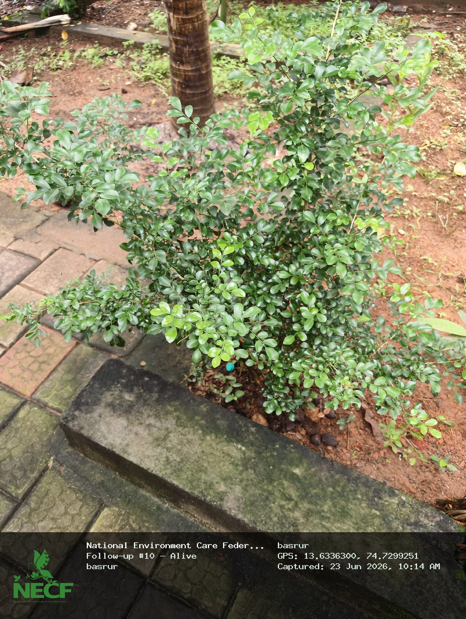 Follow-up photos