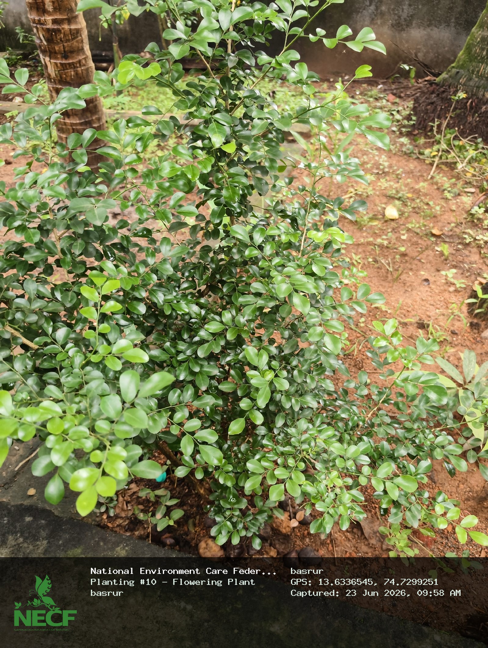 Flowering Plant