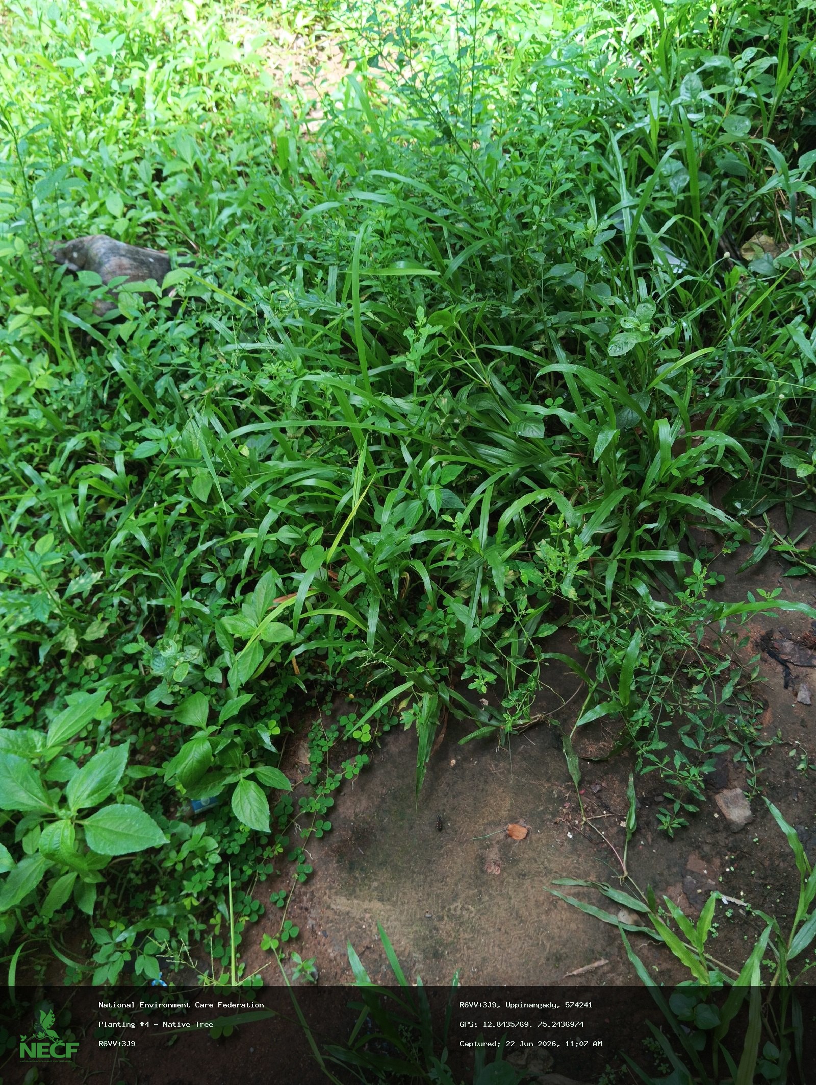 Native Tree 3
