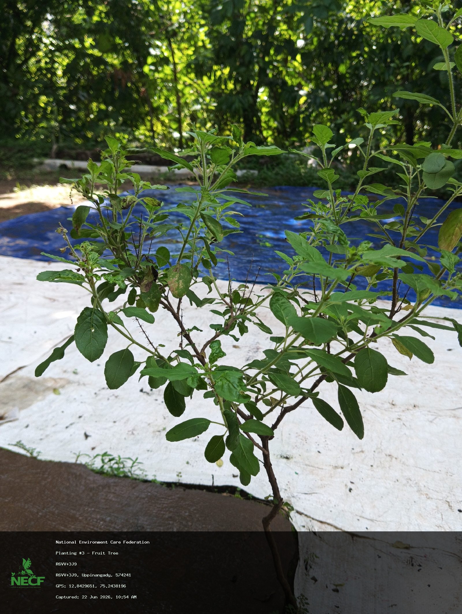 Fruit Tree 2