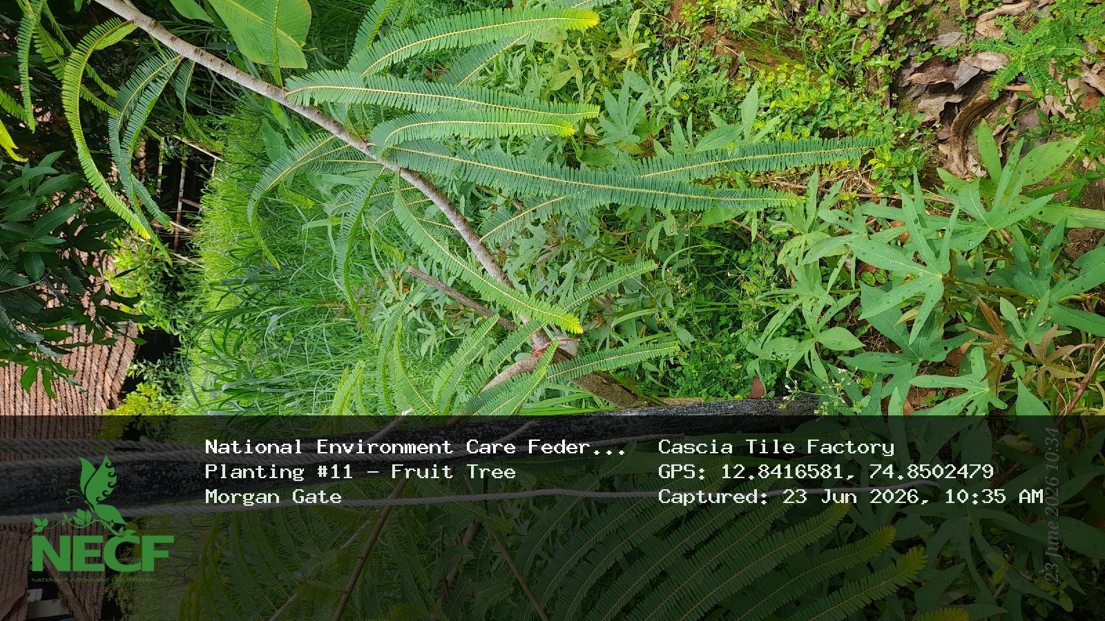 Fruit Tree